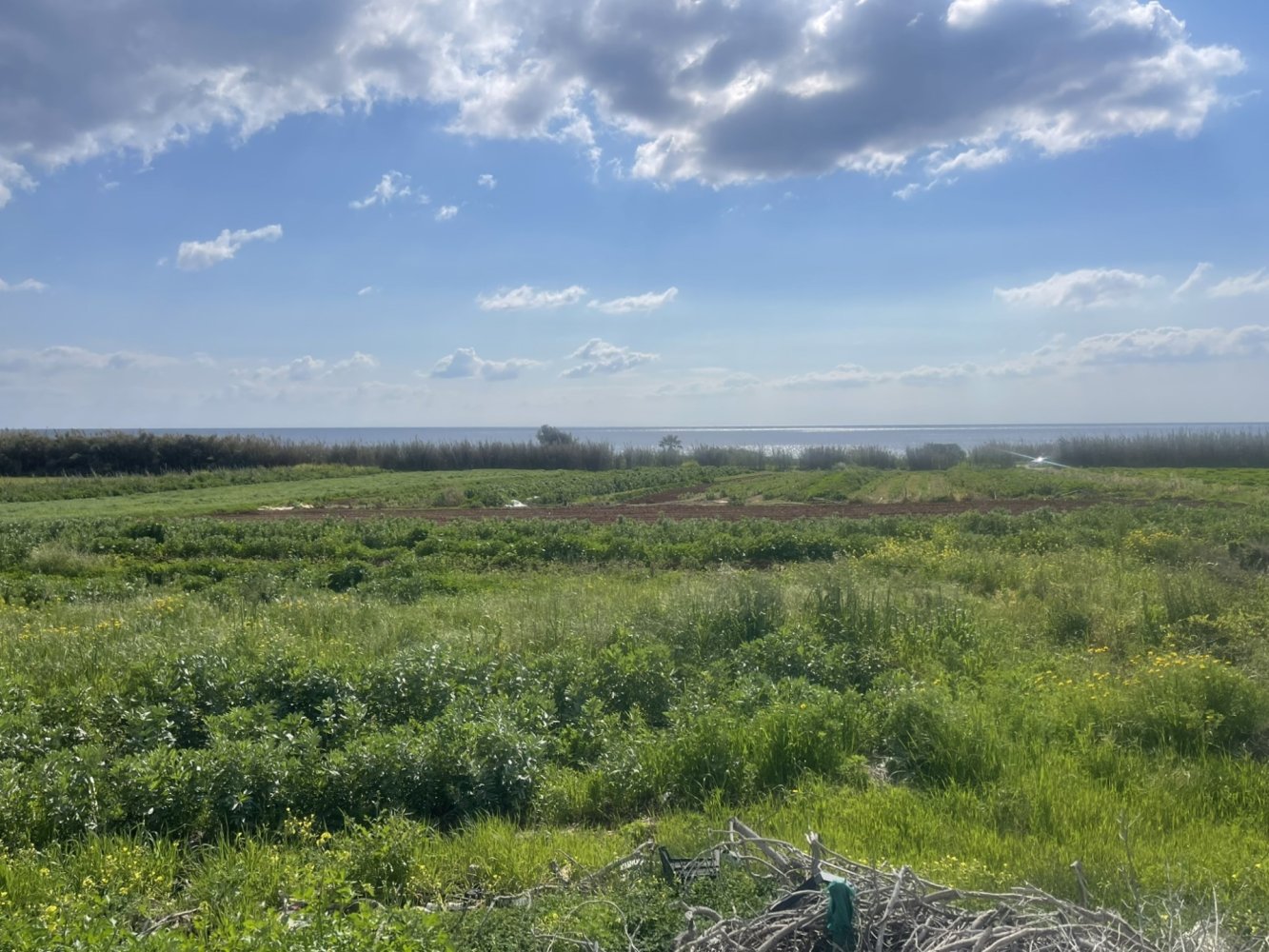 Земельный участок 8801м2 в Ормидея, Ларнака, Кипр № 40321