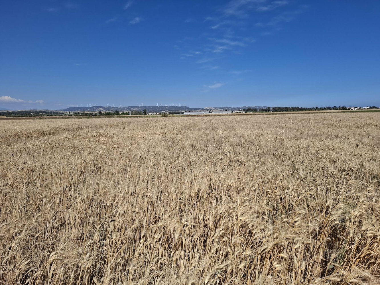 6987m2 Land in Agia Marinouda, Paphos, Cyprus No. 60398