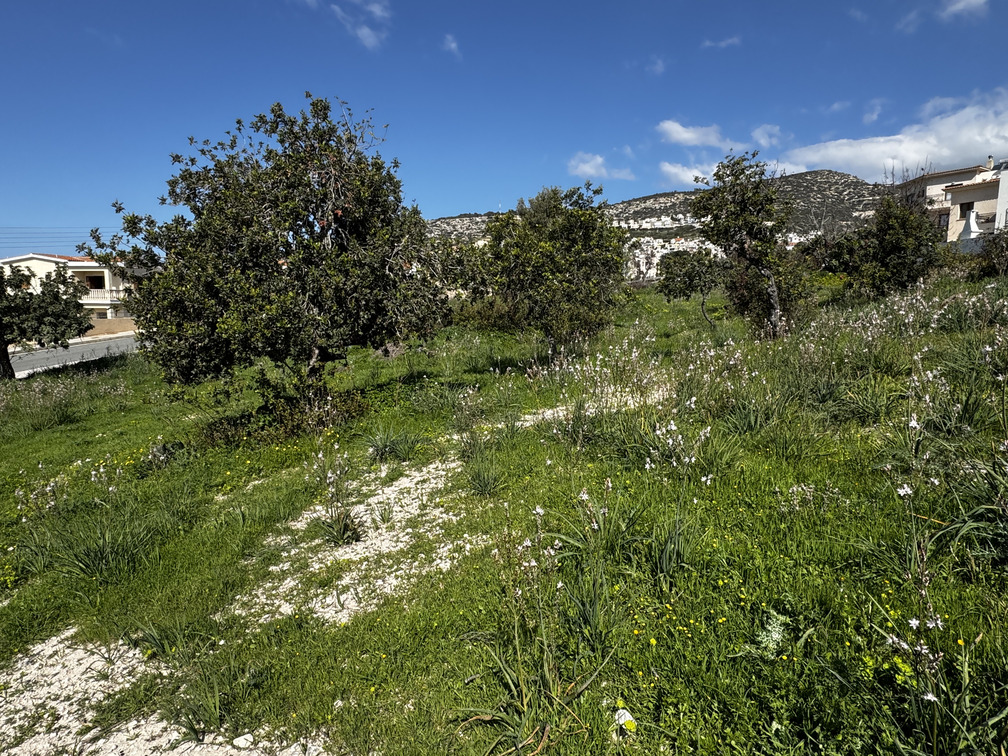 3697m2 Land in Pegeia, Paphos, Cyprus No. 60633
