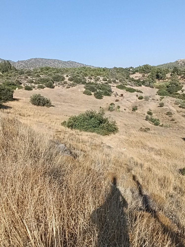 10703m2 Terrain à Foinikaria, Limassol, Chypre No. 61655