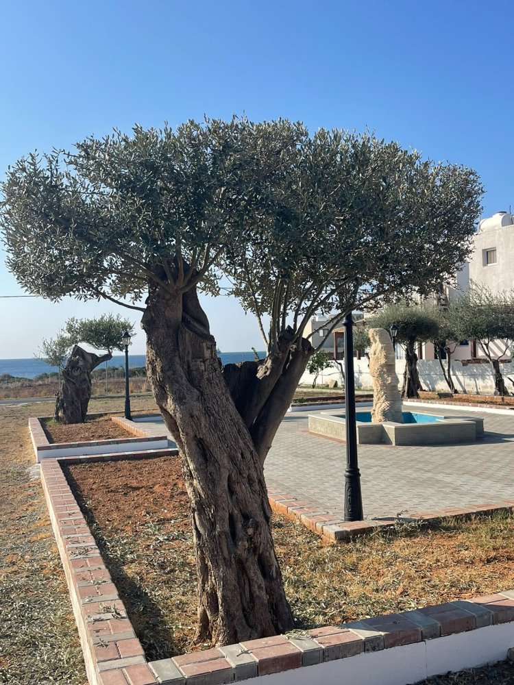 3 bedrooms Villa in Psematismenos, Larnaka, Cyprus No. 61897