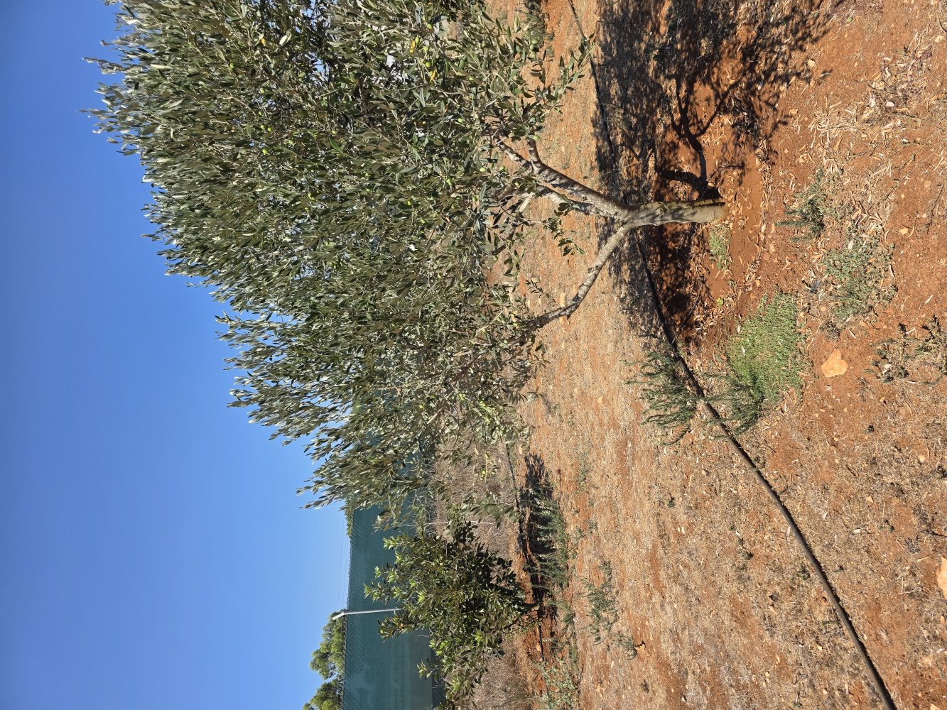 2368m2 Land in Paralimni, Ammochostos, Cyprus No. 61520