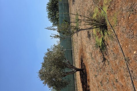 2368m2 Land in Paralimni, Ammochostos, Cyprus No. 61520
