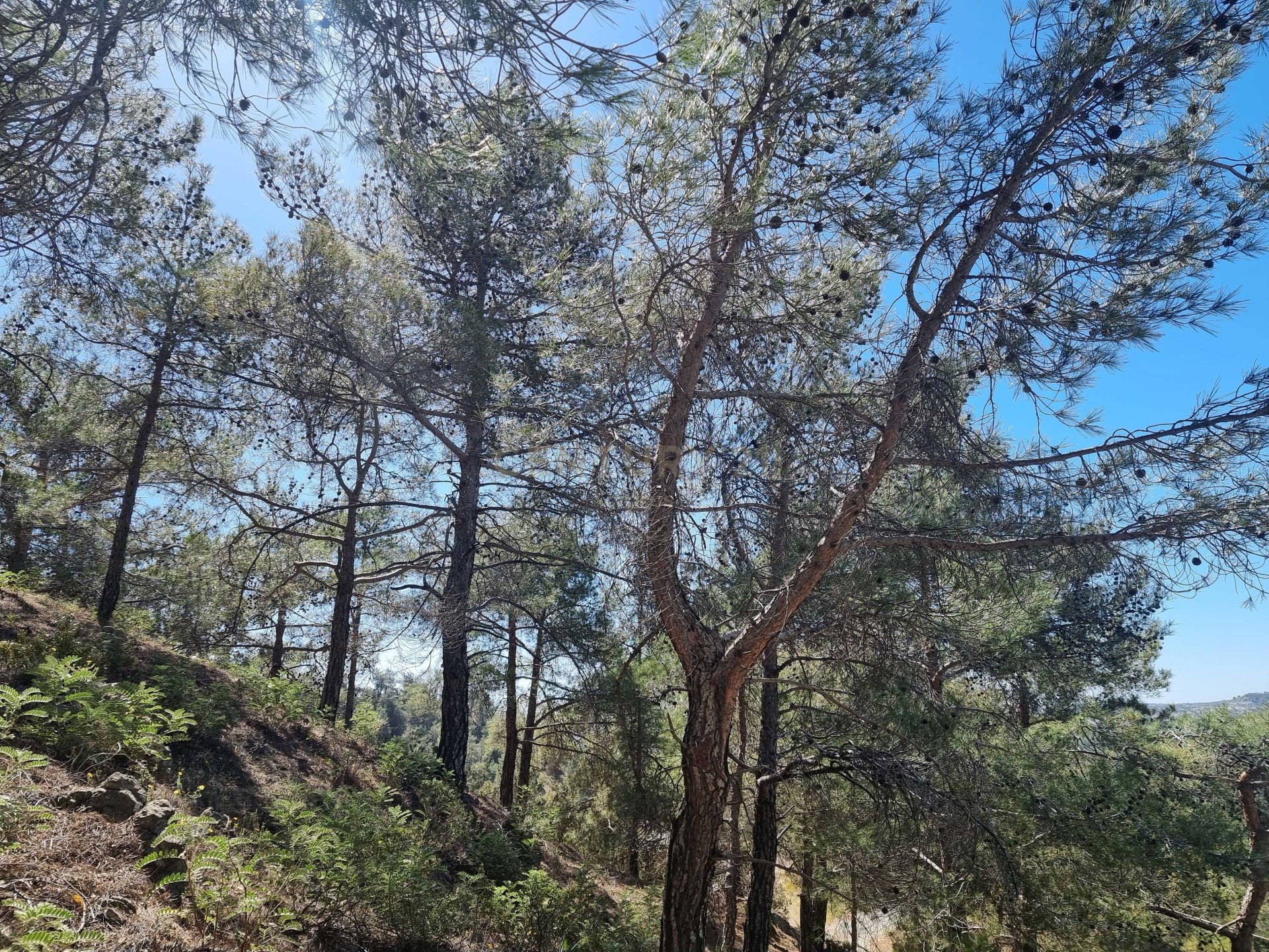 Terrain à Moniatis, Limassol, Chypre No. 54076
