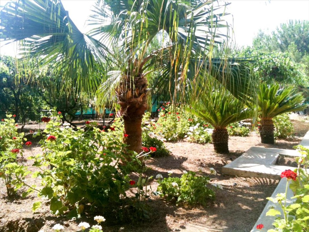 Studio Villa in Limassol, Cyprus No. 38287